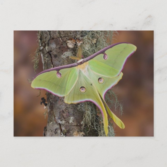Luna Silk Moth Postcard (Front)