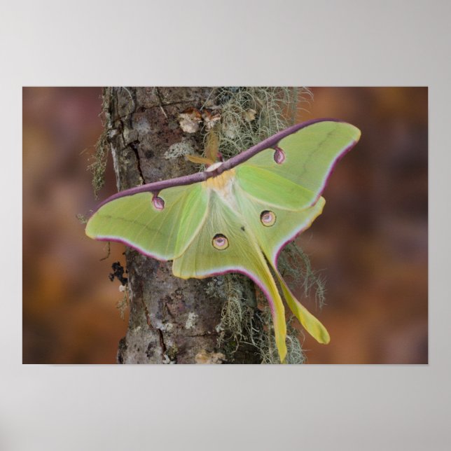 Luna Silk Moth Poster (Front)