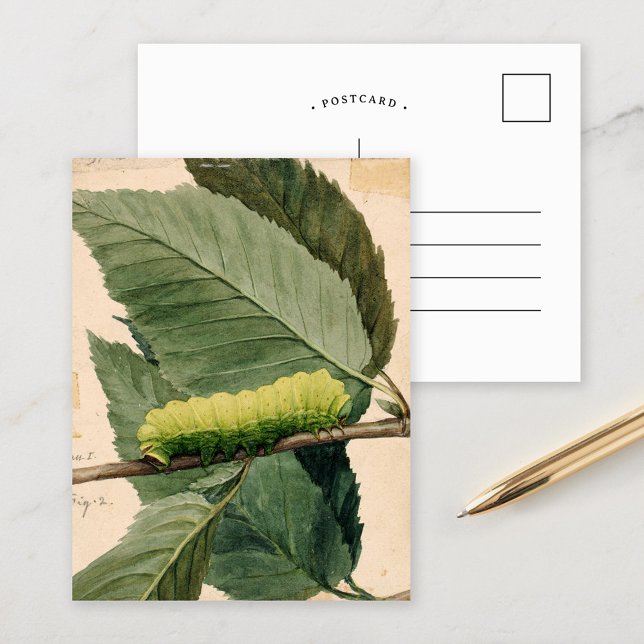 Lunar Caterpillar | Abbott Handerson Thayer Postcard (Creator Uploaded)