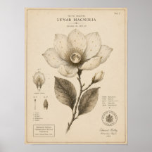 Lunar Magnolia Victorian Botanical Museum Print