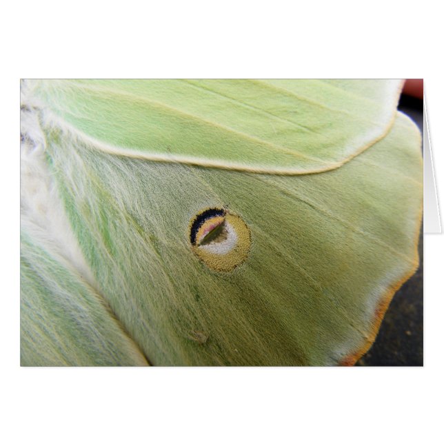 Lunar Moth (Front Horizontal)