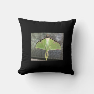 Lunar Moth Cushion