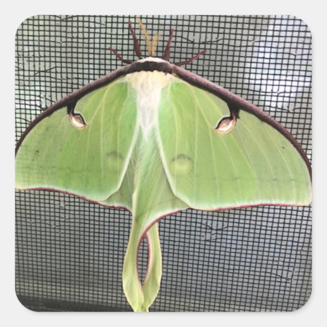 Lunar Moth Square Sticker (Front)