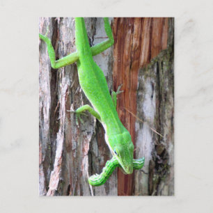 Lunch Anyone? Green Anole (Lizard) Postcard