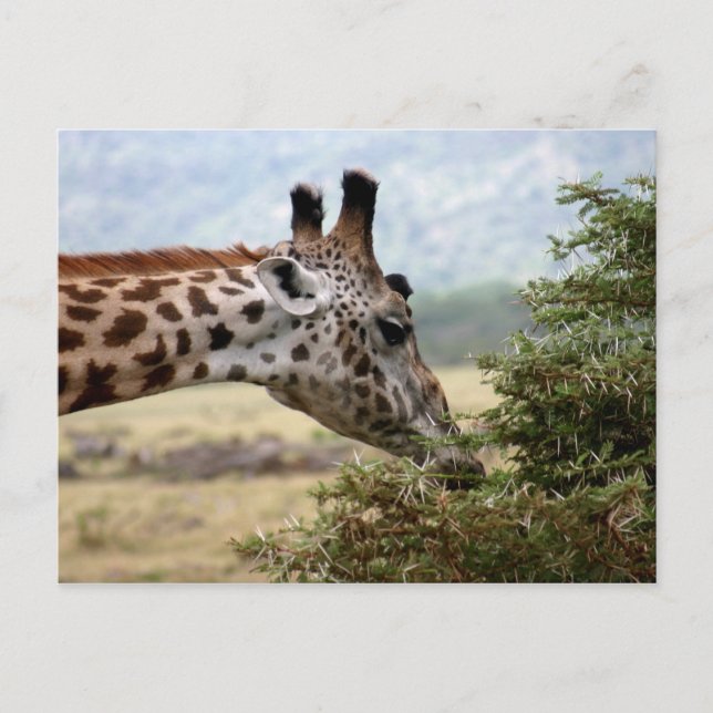 Lunch at the Acacia Tree - Postcard (Front)