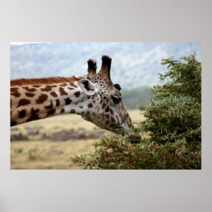 Lunch at the Acacia Tree - Print