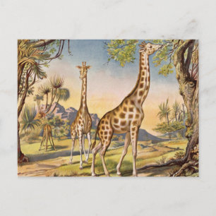 Lunch for a Giraffe Postcard