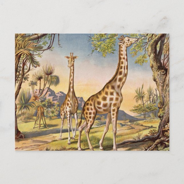 Lunch for a Giraffe Postcard (Front)