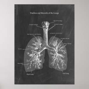 Lung Anatomy Trachea and Bronchi Poster