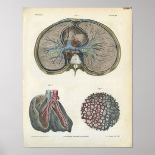 Lung Bronchi Vintage Anatomy Print