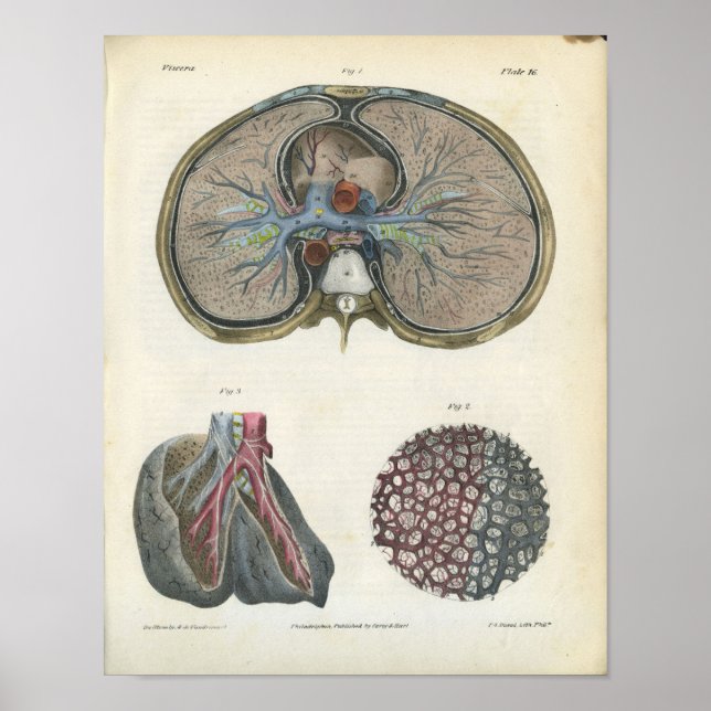 Lung Bronchi Vintage Anatomy Print (Front)