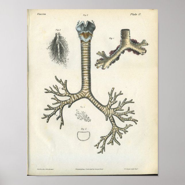 Lung Bronchi Vintage Anatomy Print (Front)
