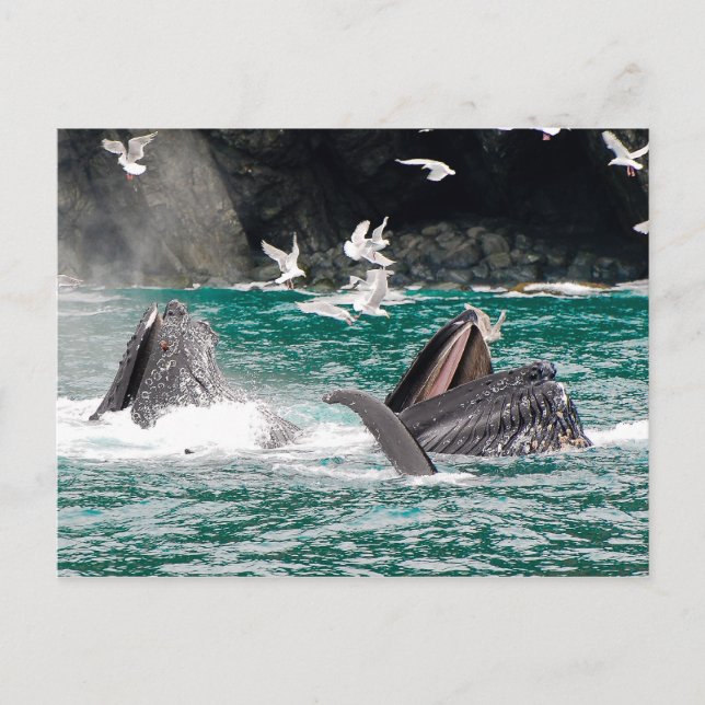 Lunging Humpback whales Postcard (Front)