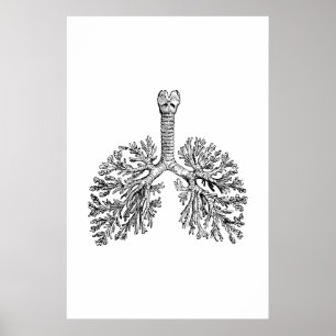 Lungs Anatomy Illustration Poster