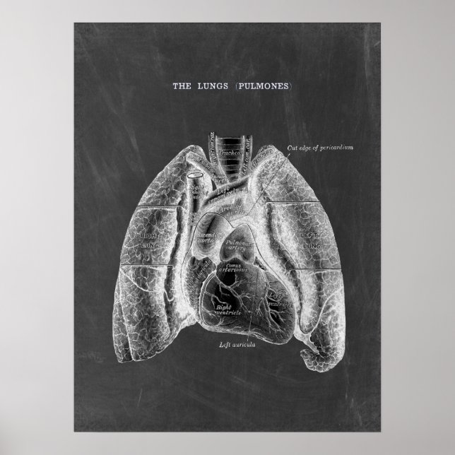 Lungs Anatomy with Chalkboard Aesthetics Poster (Front)
