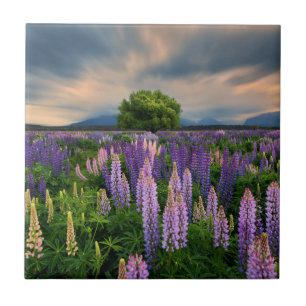 Lupin Field in New Zealand Ceramic Tile