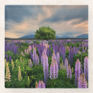 Lupin Field in New Zealand Glass Coaster