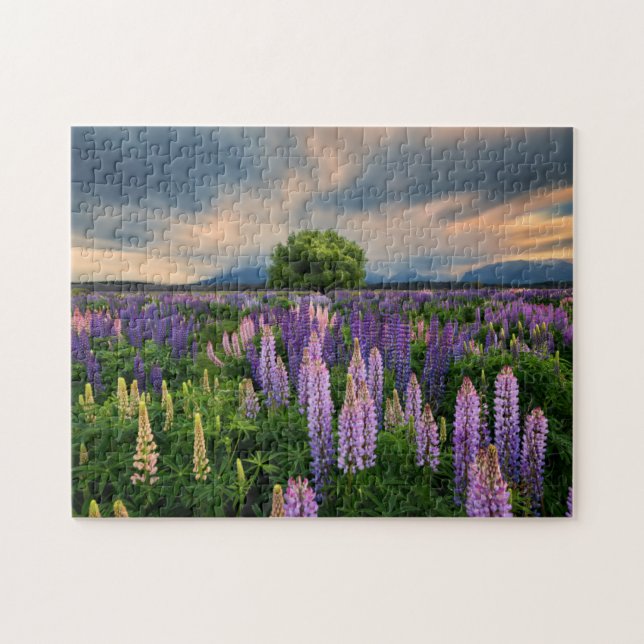 Lupin Field in New Zealand Jigsaw Puzzle (Horizontal)