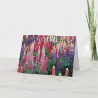 Lupin Flowers Blank Greeting Card