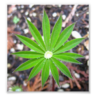 Lupin Leaf Photo Print