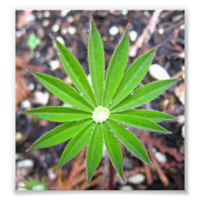 Lupin Leaf Photo Print (Front)