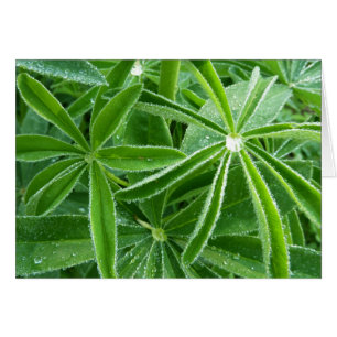 Lupin Leaves Botanical Photography