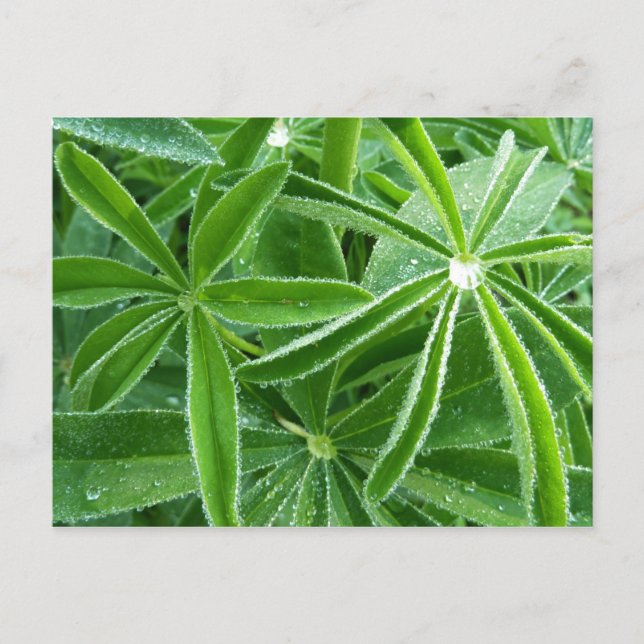 Lupin Leaves Botanical Photography Postcard (Front)