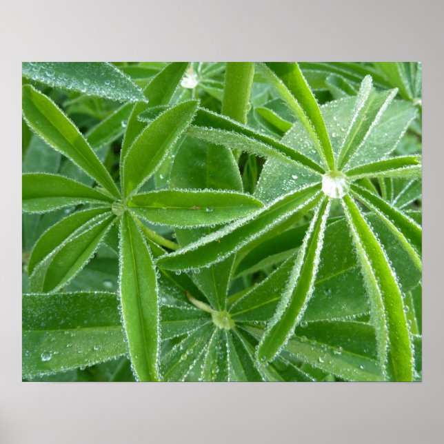 Lupin Leaves Botanical Photography Poster (Front)