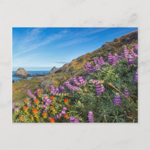 Lupine And Paintbrush Wildflowers Postcard