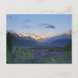 Lupine and the Main Divide, Arthur's Pass, South Postcard