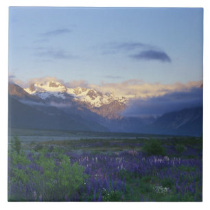 Lupine and the Main Divide, Arthur's Pass, South Tile