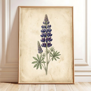 Lupine Botanical Vintage Wall Art Canvas Print