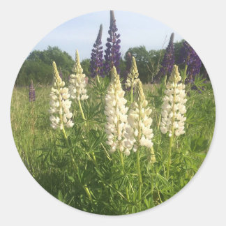 Lupine field classic round sticker