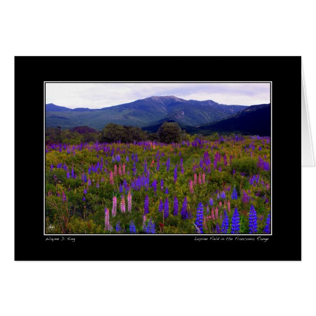 Lupine Field in the Franconia Range Card (Front Horizontal)