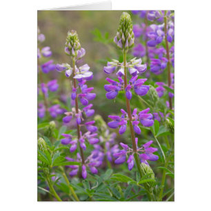 Lupine flower blank card
