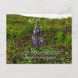 Lupine Flower, Tundra, Cape Krusenstern NM, AK Postcard