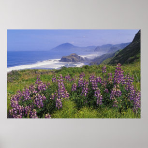 Lupine flowers and rugged coastline along poster