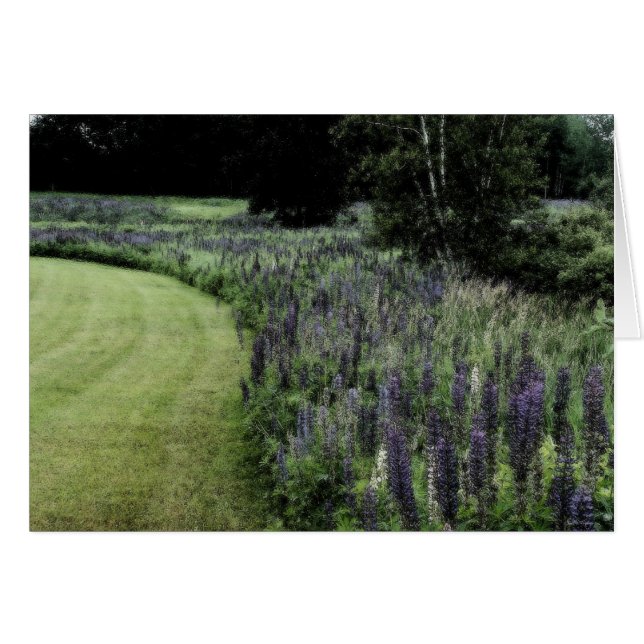 Lupine Margin (Front Horizontal)