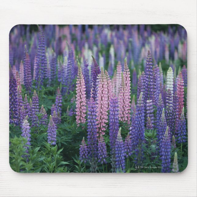 Lupine Mouse Pad (Front)