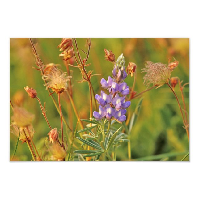 Lupine & Prairie Smoke wildflowers in Montana 2 Photo Print (Front)