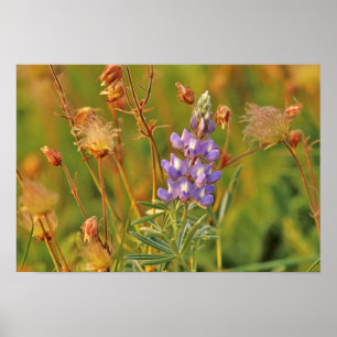 Lupine & Prairie Smoke wildflowers in Montana 2 Poster
