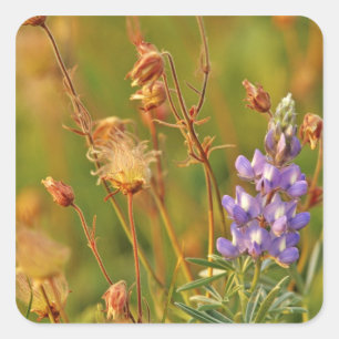 Lupine & Prairie Smoke wildflowers in Montana Square Sticker