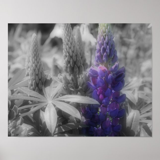 Lupine Trio BW Partial Colour Flower Poster (Front)
