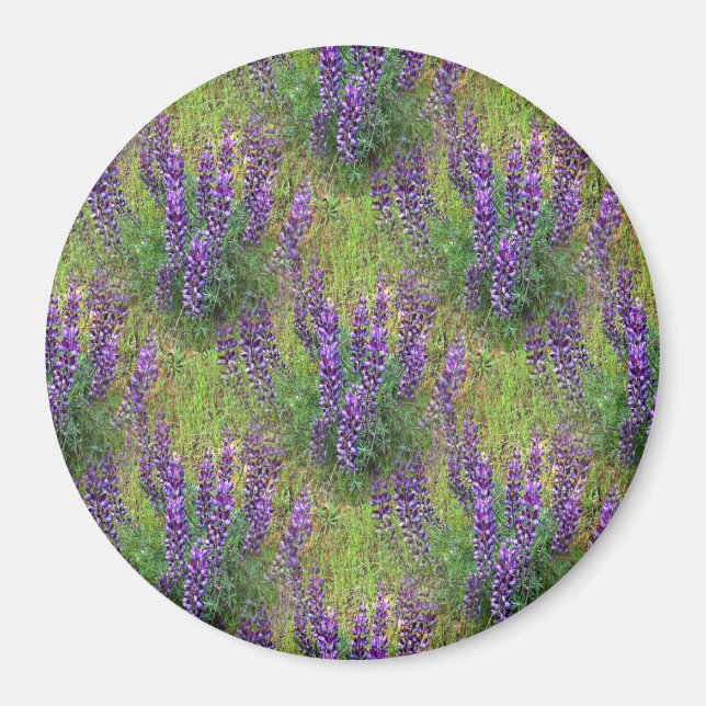 Lupines Galore... Magnet (Front)