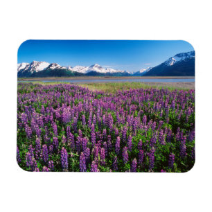 Lupines in Bloom Kenai Mountains, Alaska Magnet