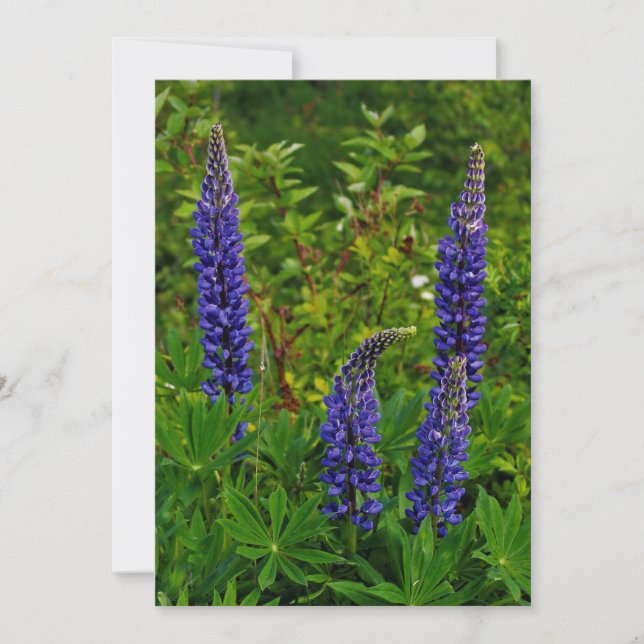 Lupines Invitation (Front)