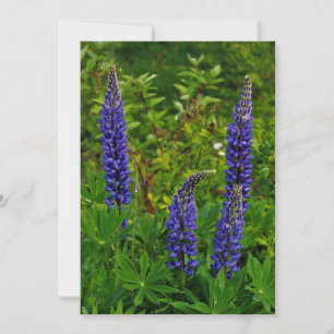Lupines Invitation