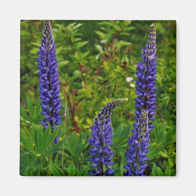 Lupines Magnet (Front)