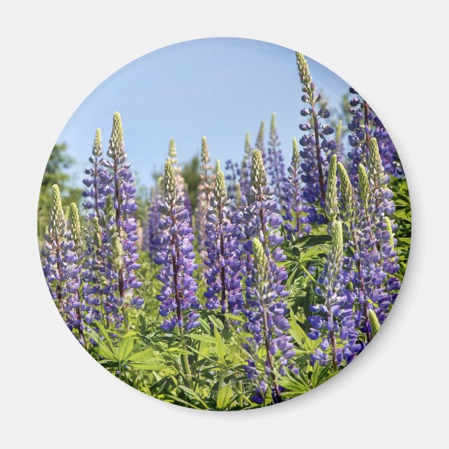 Lupines Magnet (Front)