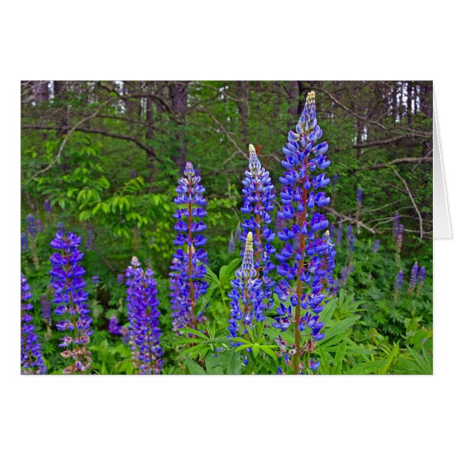 Lupins (Front Horizontal)